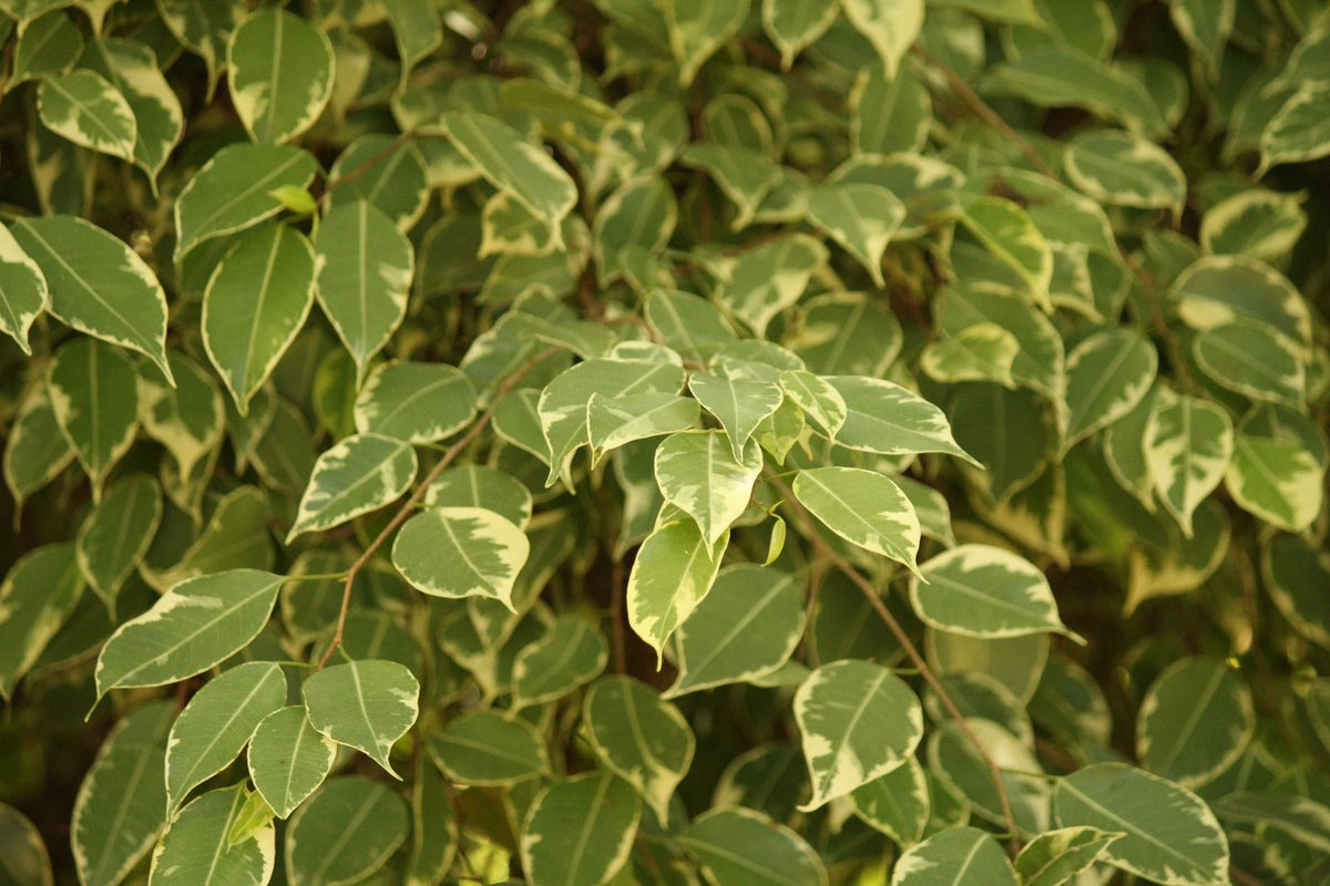 How Often to Water a Weeping Fig, BabaBerry plant guide