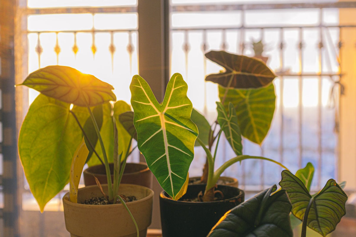 How Often to Water an Alocasia, BabaBerry plant guide