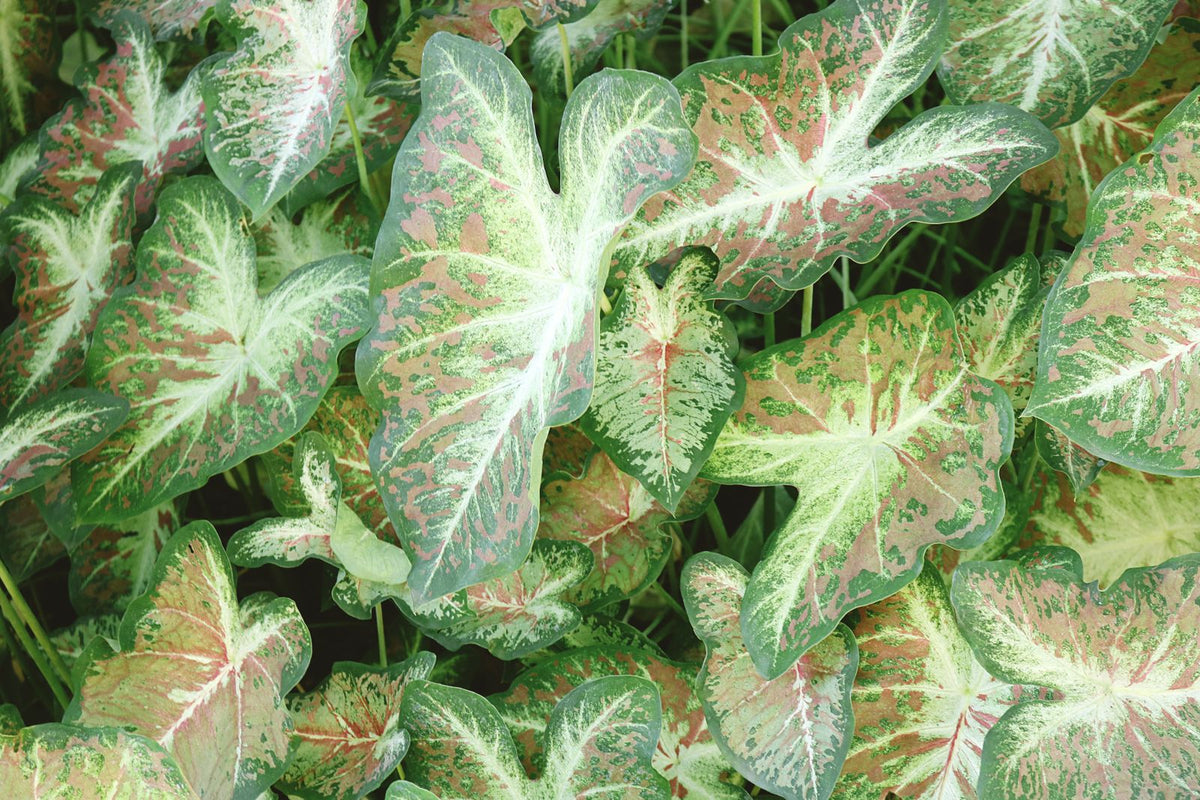 Watering caladium while on vacation, keeping the heart-shaped colorful-leaf plant healthy with a self watering planter insert.