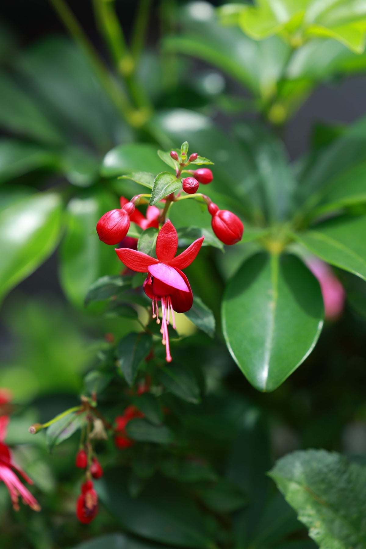 Watering fuchsia while on vacation, keeping the pendant-flowered hanging basket plant healthy with a self watering planter insert.