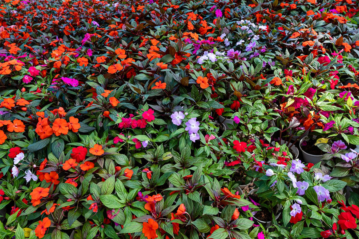Impatiens Growing Guide plant, BabaBerry care guide
