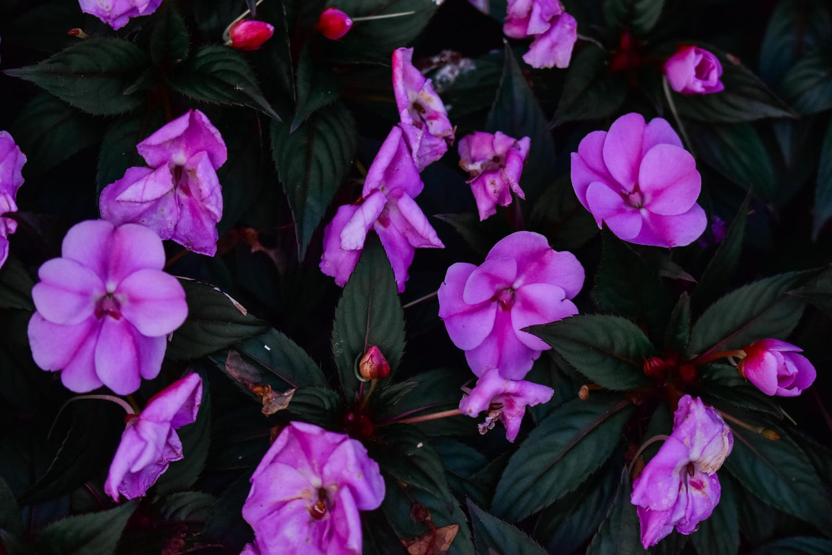 Busy Lizzie Growing Guide plant, BabaBerry care guide