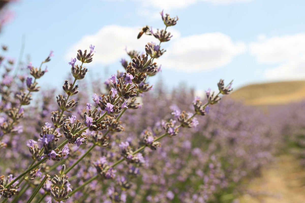 Watering Lavender, BabaBerry plant guide
