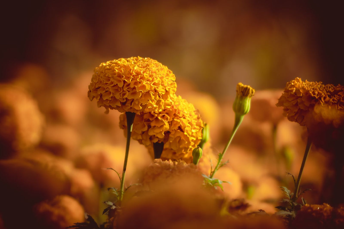 Marigold Growing Guide plant, BabaBerry care guide