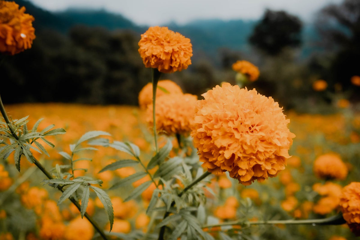 Tagetes Growing Guide plant, BabaBerry care guide