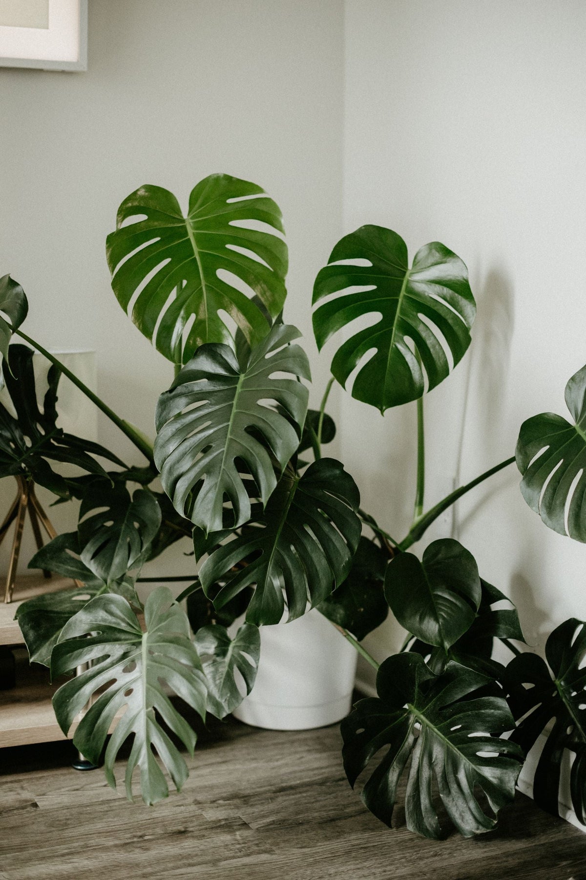 How to Choose a Potting Mix for Any Houseplant, BabaBerry