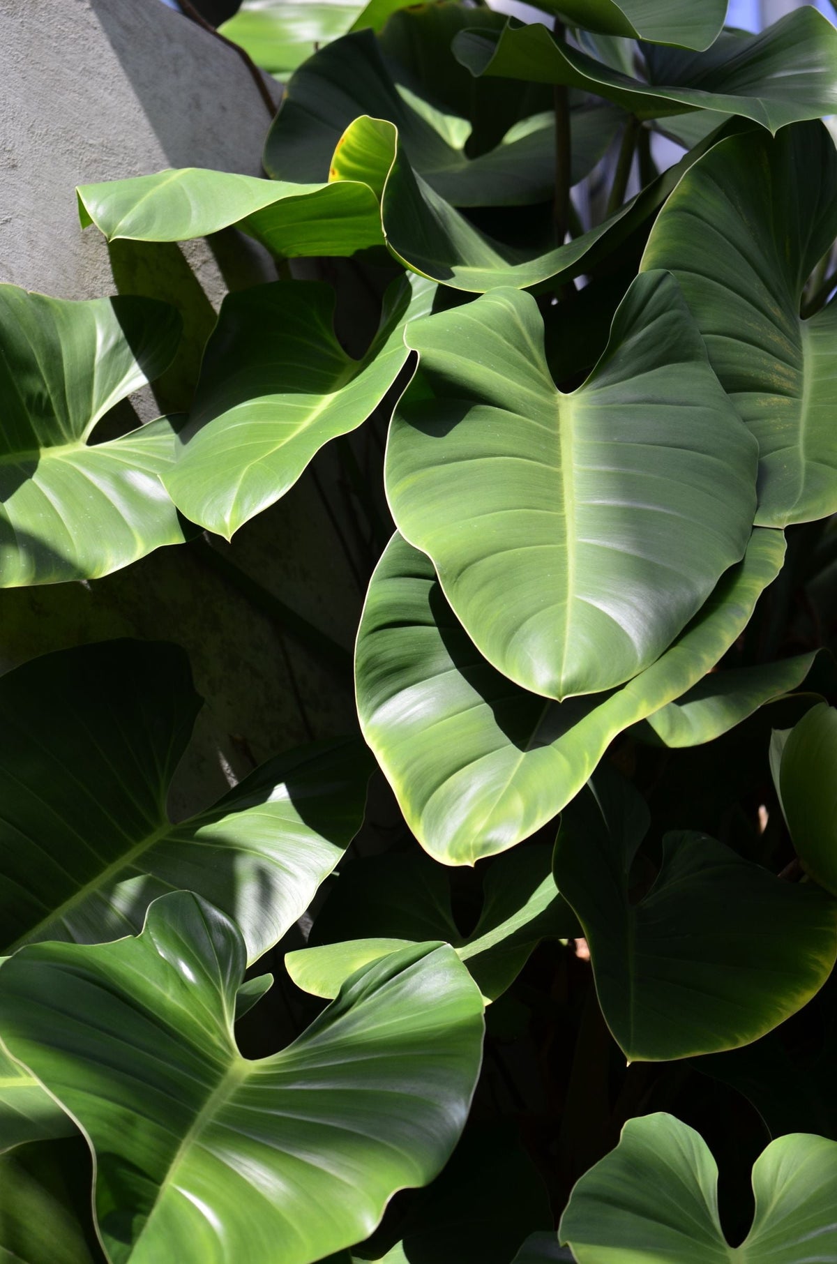 Why Potting Soil Compacts and How to Fix It, BabaBerry