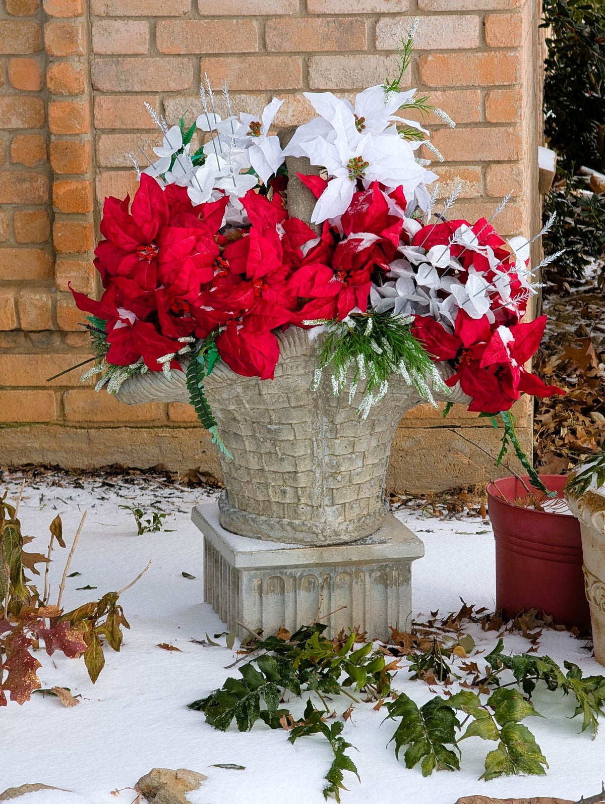 Poinsettia Care plant, BabaBerry care guide