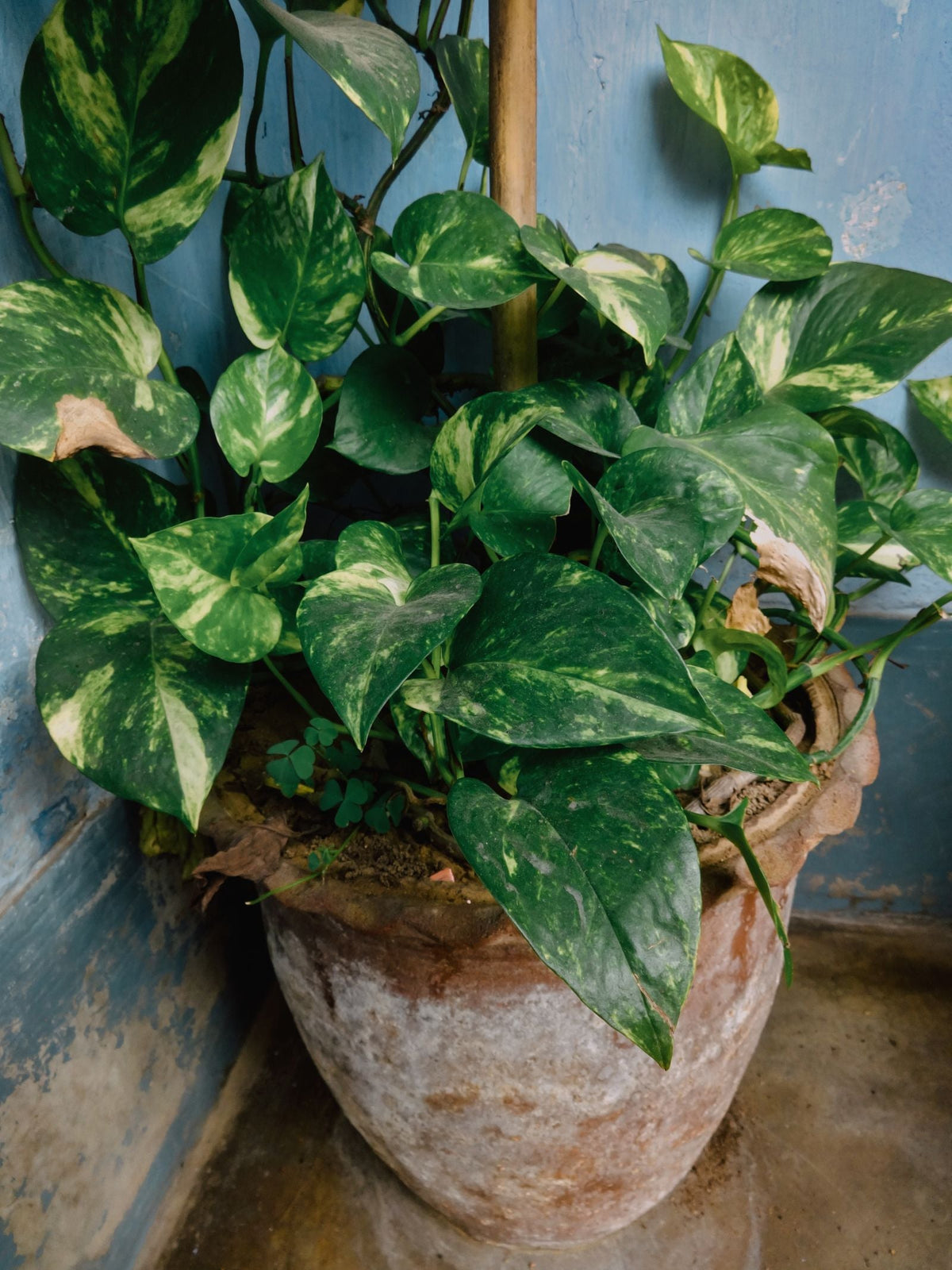 Can You Over-Fertilize? What Fertilizer Burn Looks Like, BabaBerry
