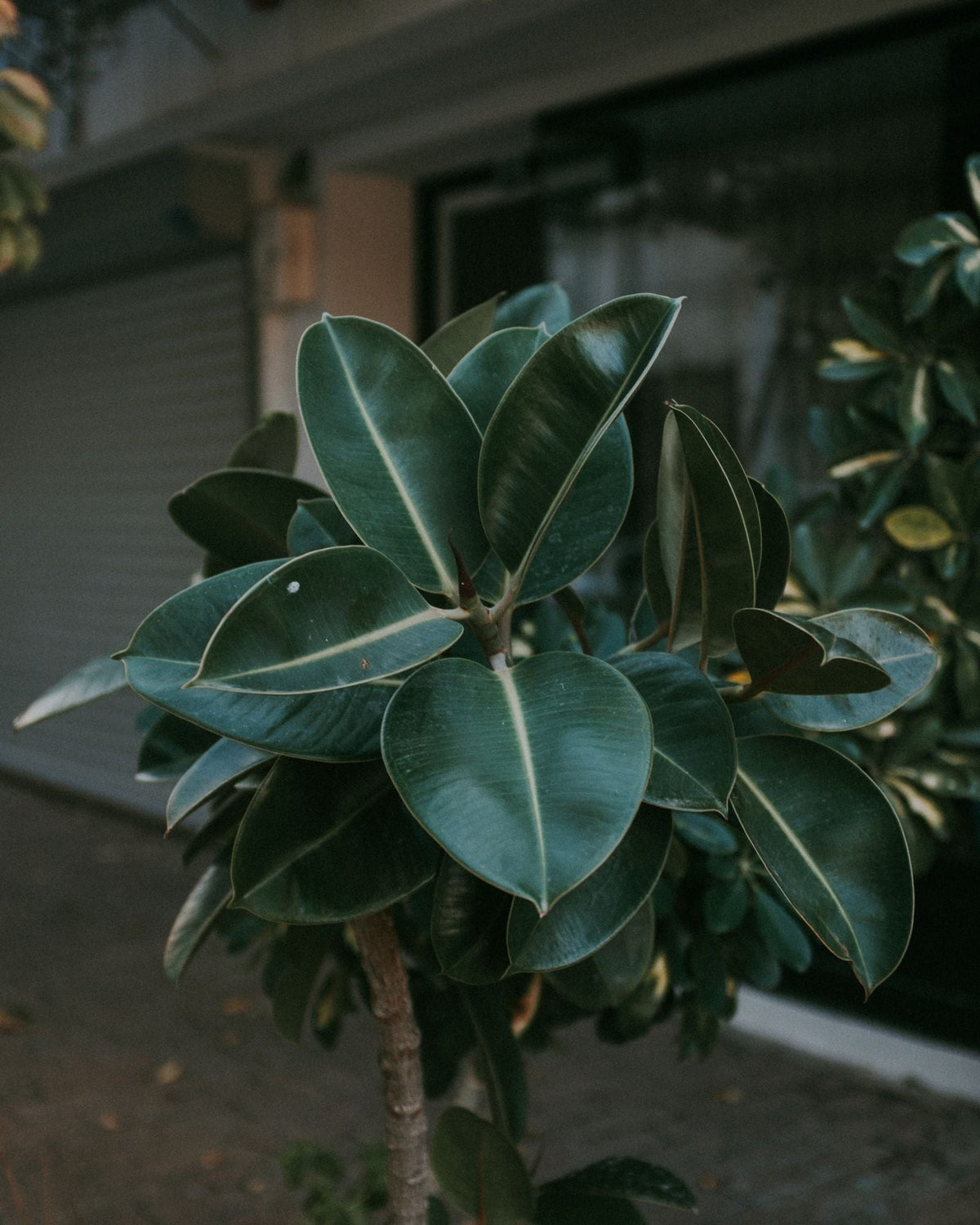 How to Save an Overwatered Plant, BabaBerry watering guide