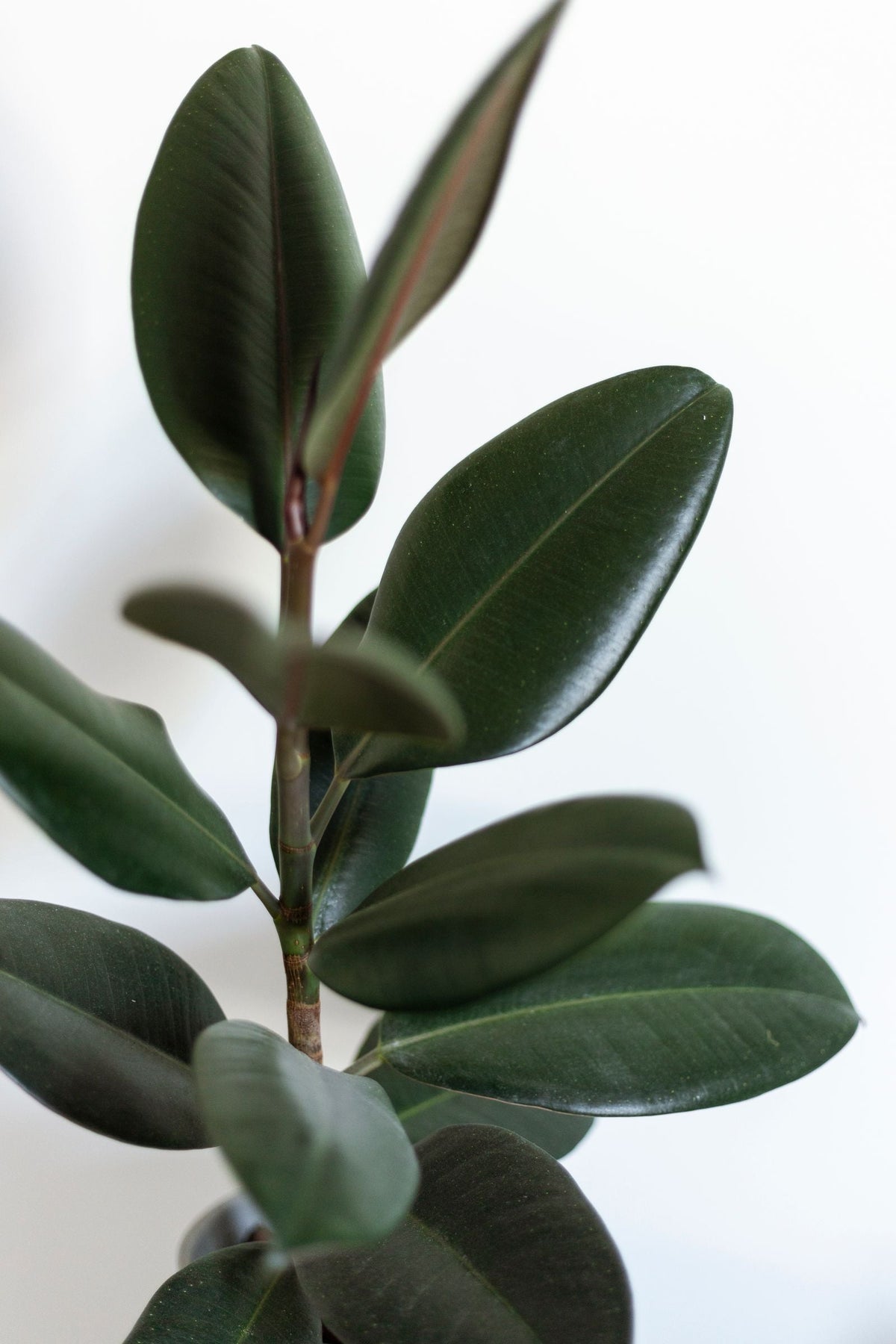 Overwatering vs Underwatering: How to Tell Them Apart, BabaBerry watering guide