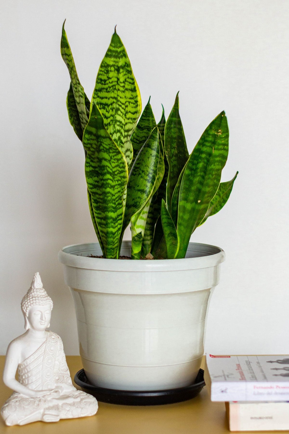 Aphids on Houseplants: How to Get Rid of Them for Good, BabaBerry
