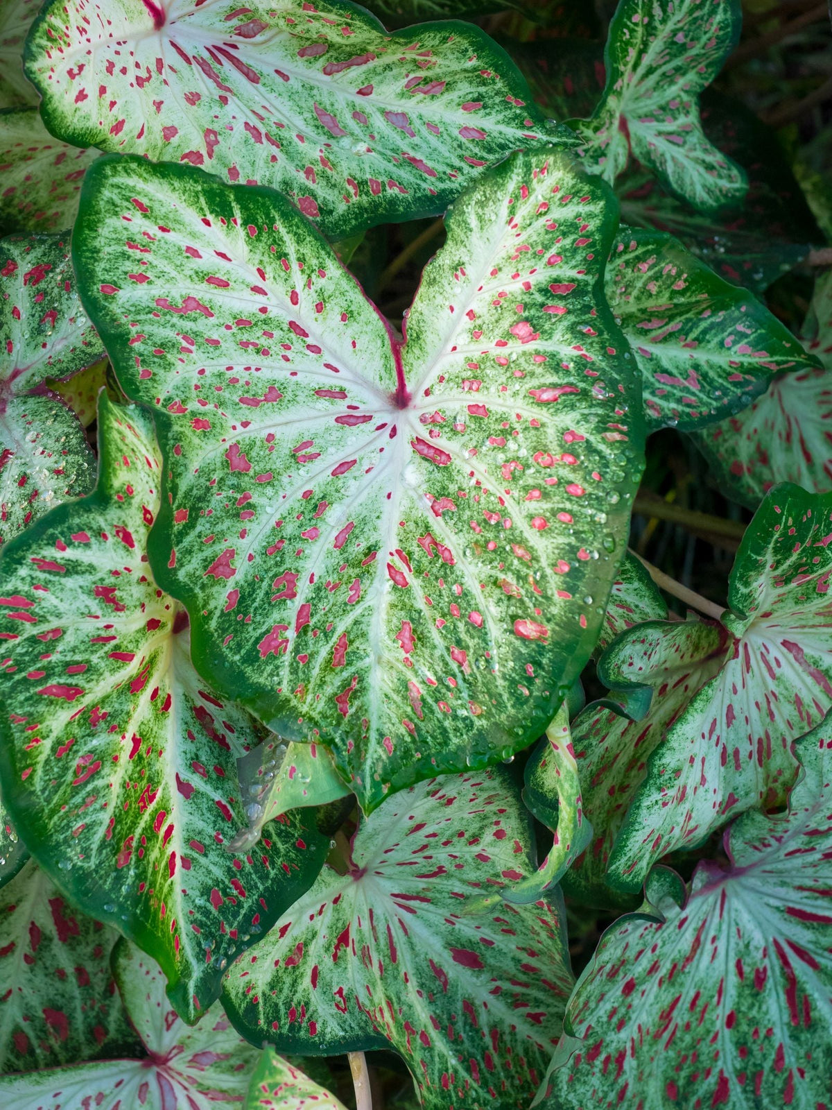 Keeping caladium watered while away from home with a terra cotta watering spike.