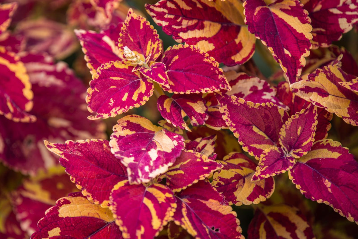Keeping coleus watered while away from home with a terra cotta watering spike.