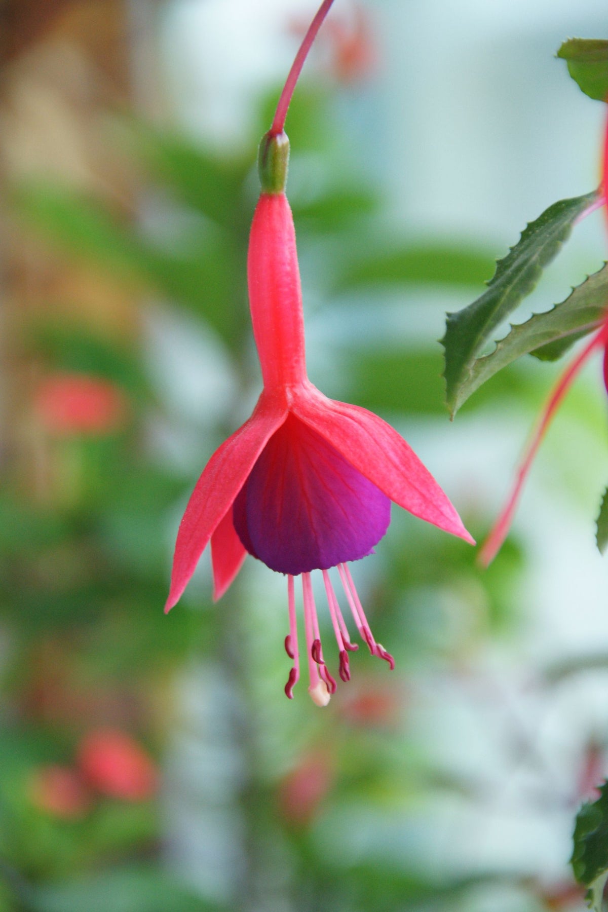 Keeping fuchsia watered while away from home with a terra cotta watering spike.