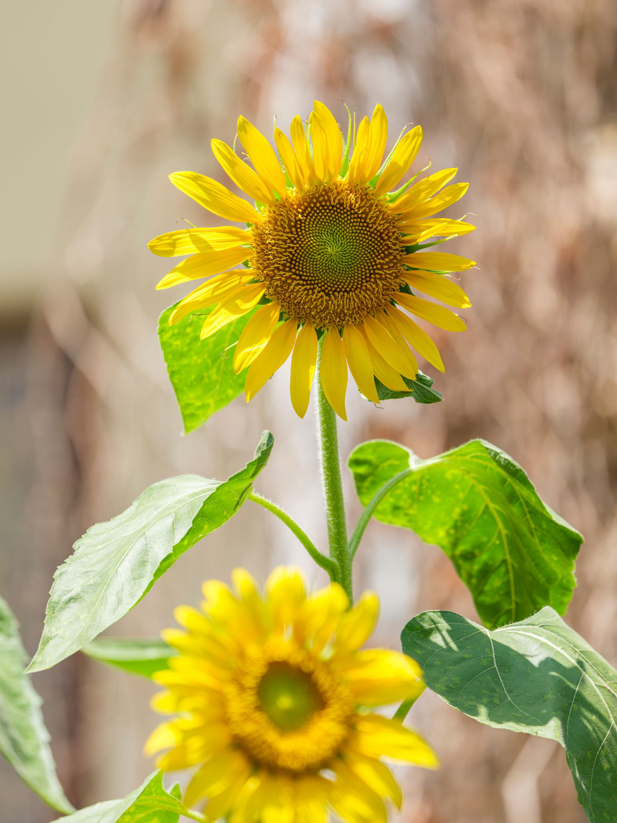 Watering Sunflowers, BabaBerry plant guide