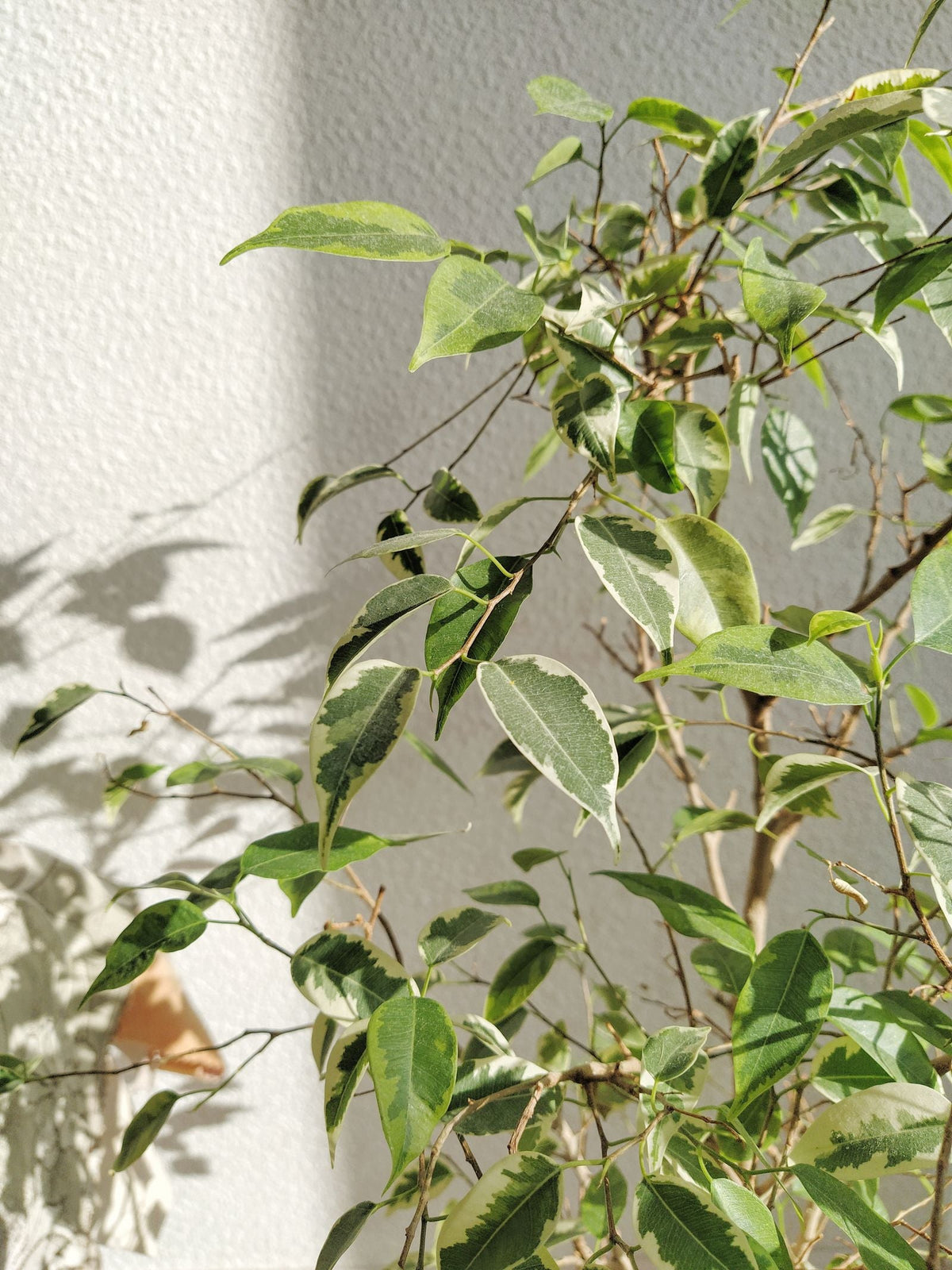 How Often to Water a Ficus Benjamina, BabaBerry plant guide
