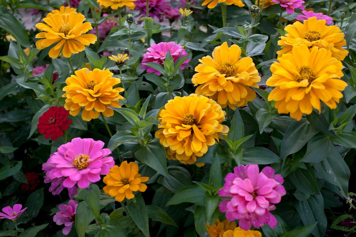 Zinnia Growing Guide plant, BabaBerry care guide