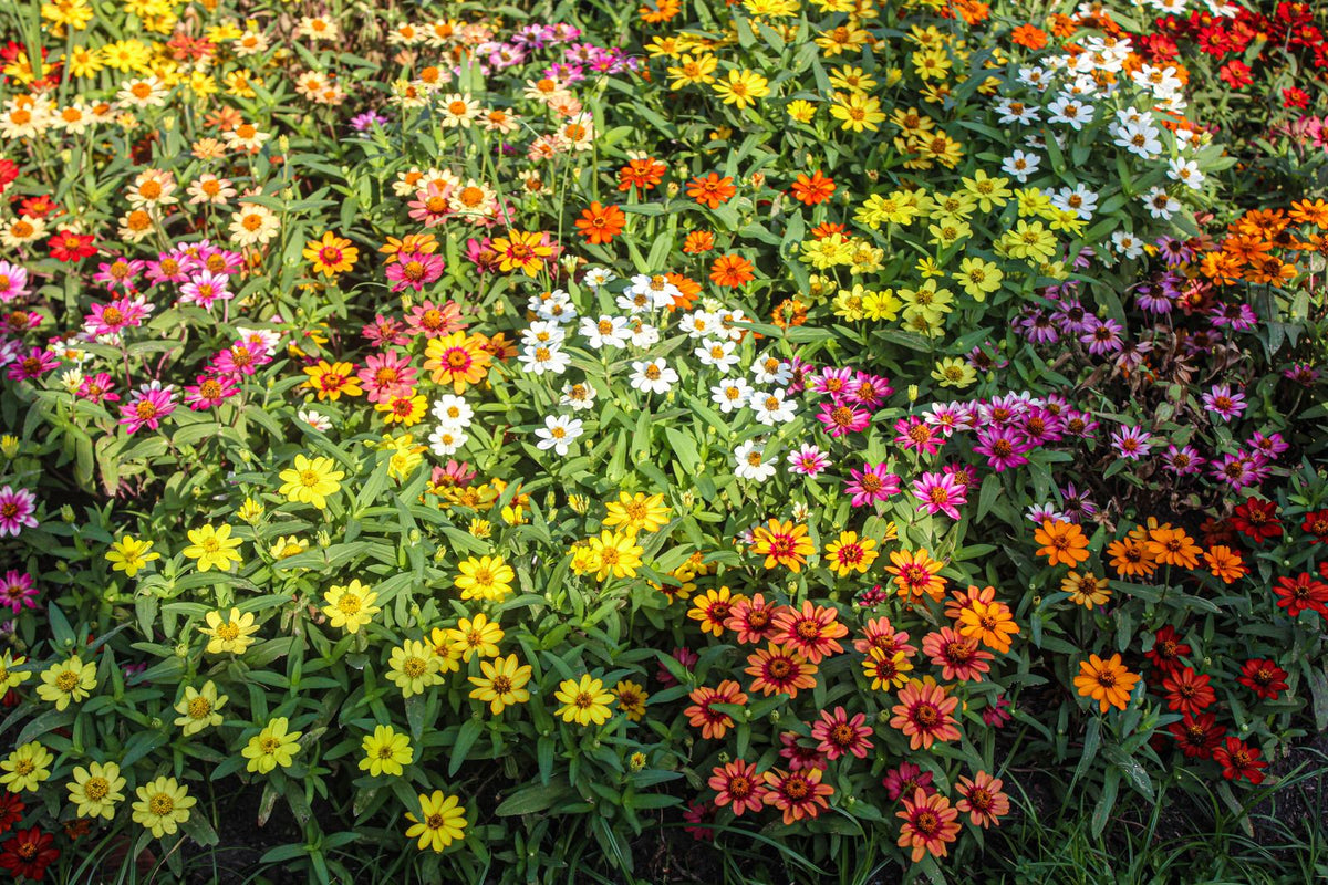How Tall Do Zinnias Get? Size by Variety plant, BabaBerry care guide