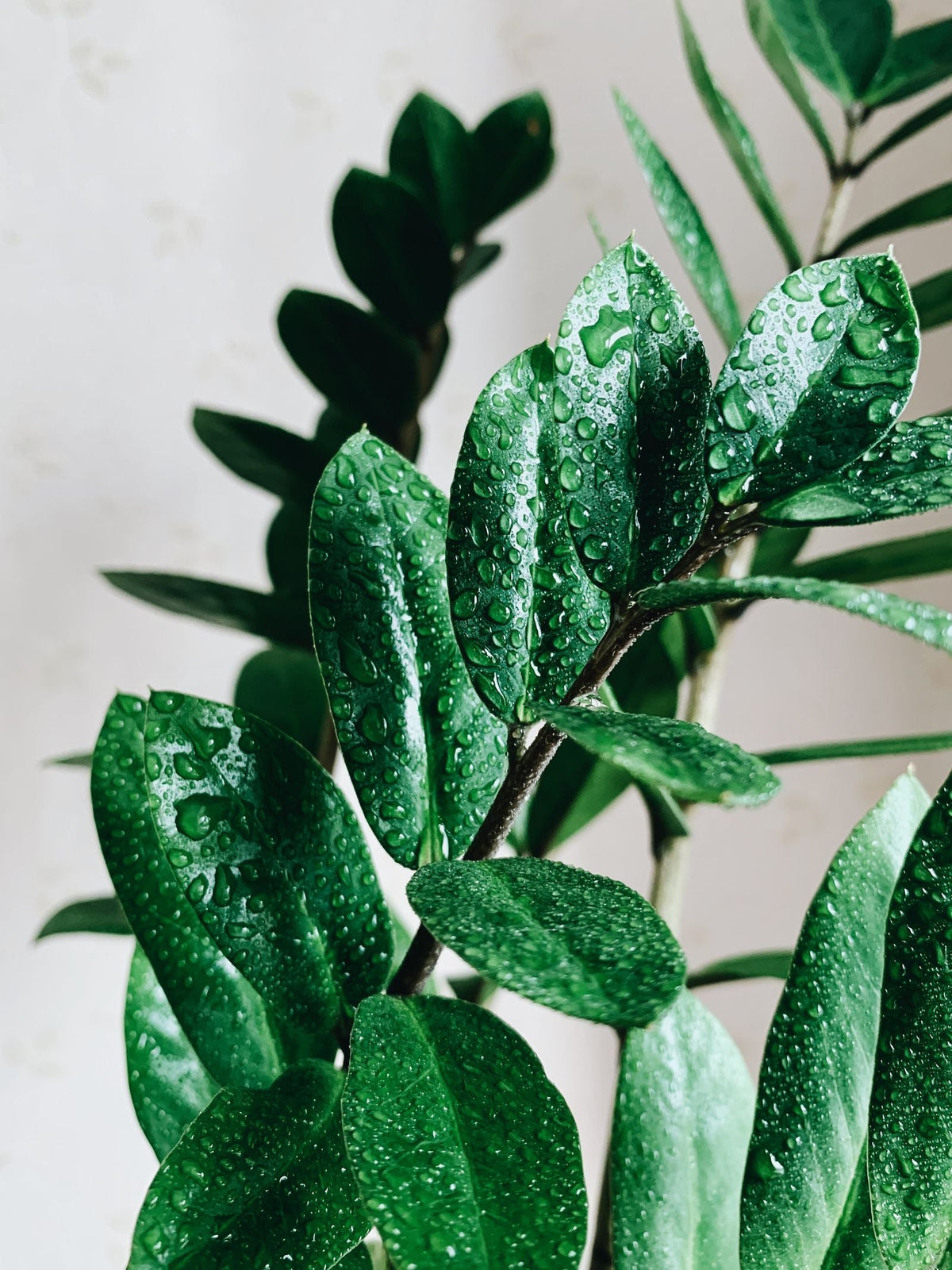 Why Do the Lower Leaves Keep Dying?, BabaBerry watering guide