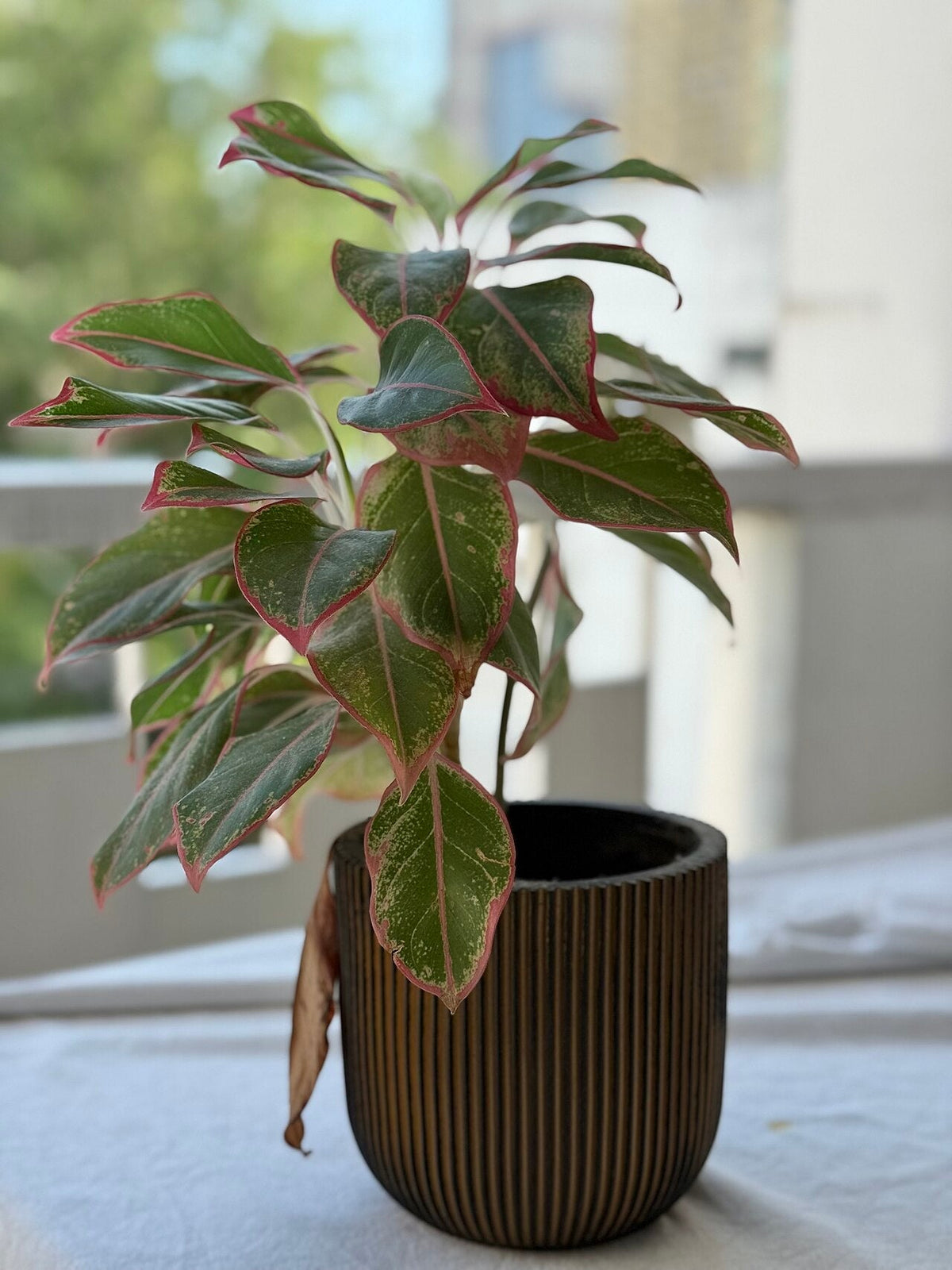 Aglaonema Light Requirements, BabaBerry plant guide