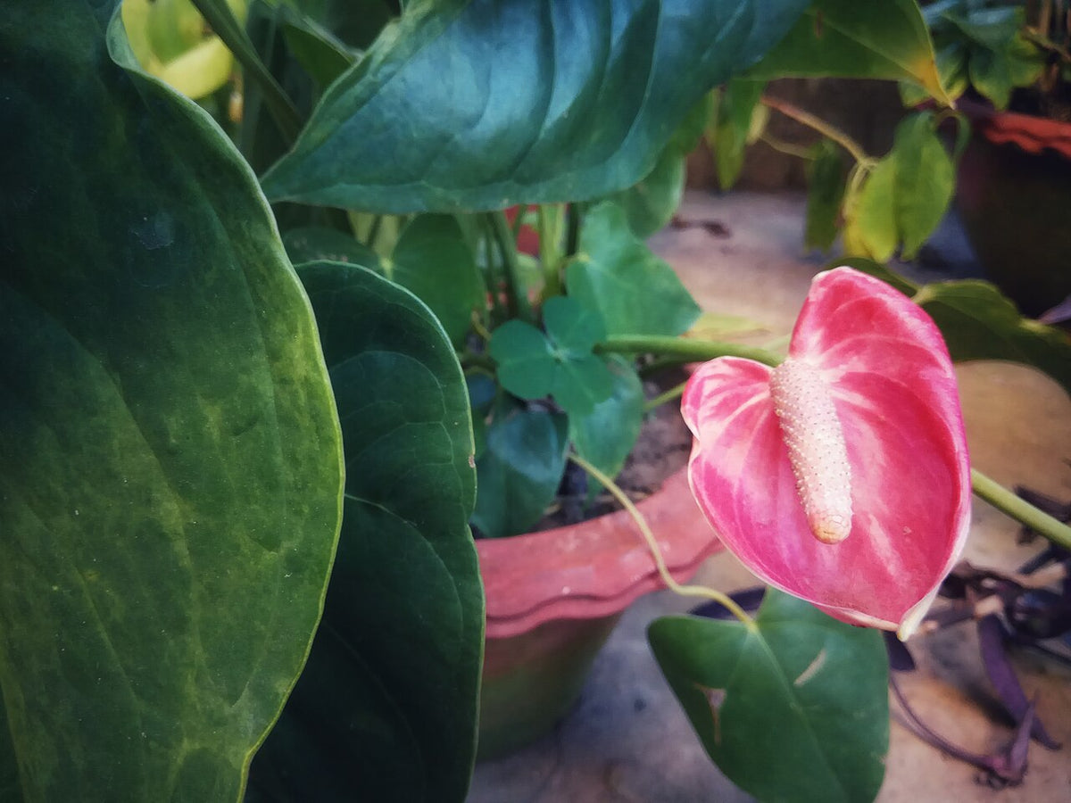 Anthurium Light Requirements, BabaBerry plant guide