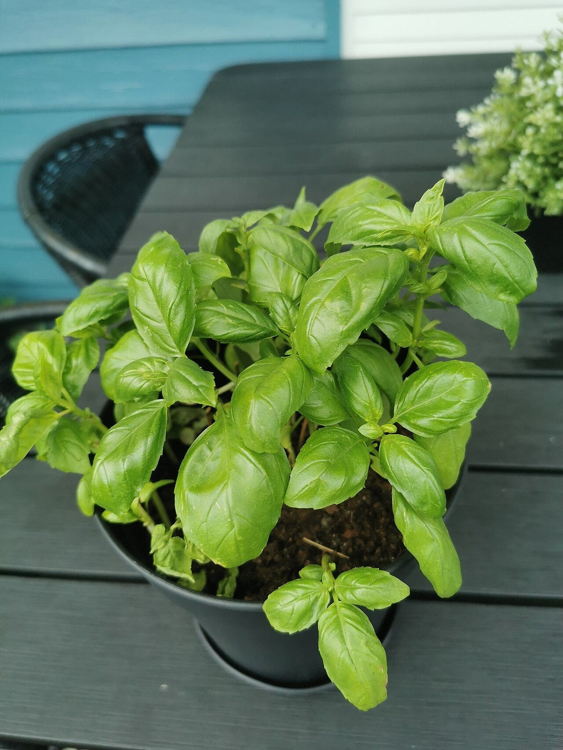 Basil Light Requirements, BabaBerry plant guide
