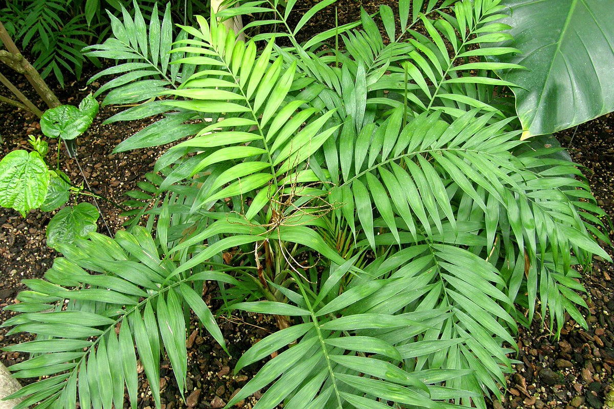 Chamaedorea Light Requirements, BabaBerry plant guide