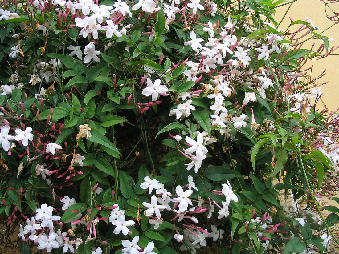 Chinese Jasmine Light Requirements, BabaBerry plant guide