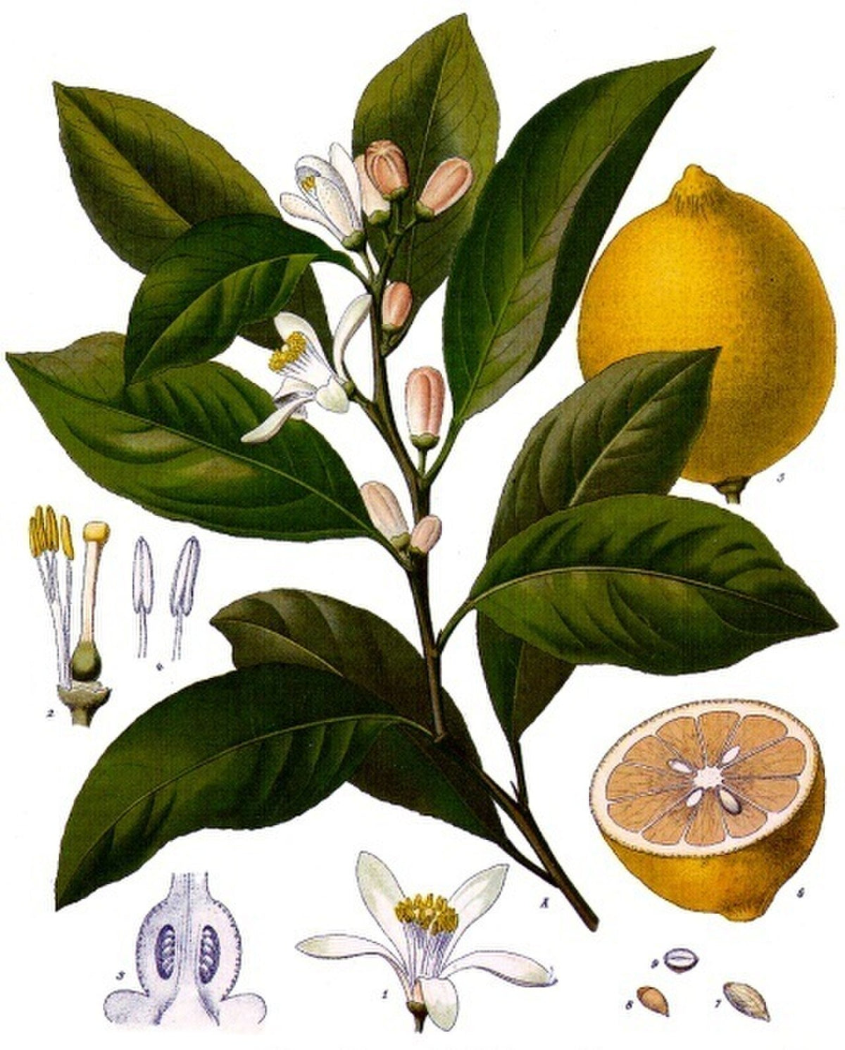 Watering a Lemon Tree, BabaBerry plant guide