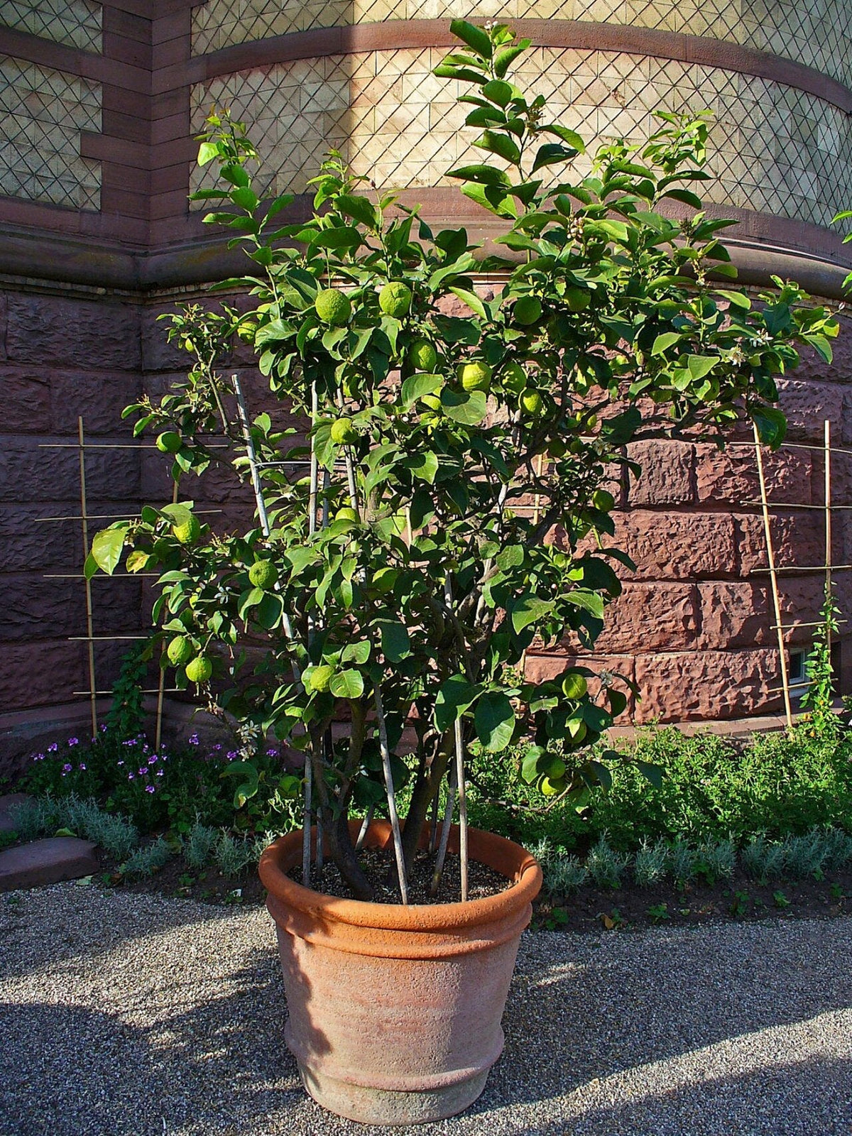 Lemon Tree Light Requirements, BabaBerry plant guide