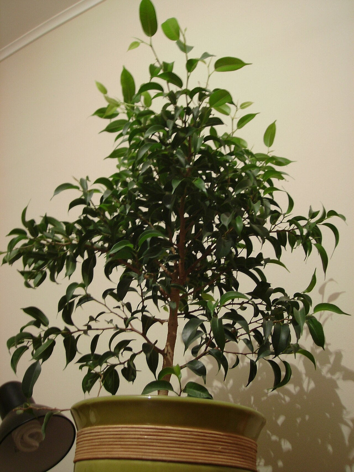 Weeping Fig Light Requirements, BabaBerry plant guide