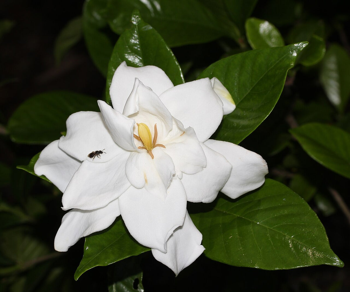 Gardenia Light Requirements, BabaBerry plant guide