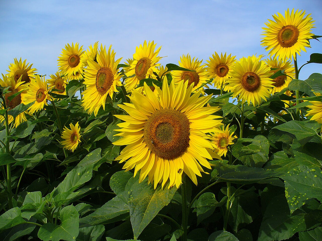 Sunflower Light Requirements, BabaBerry plant guide