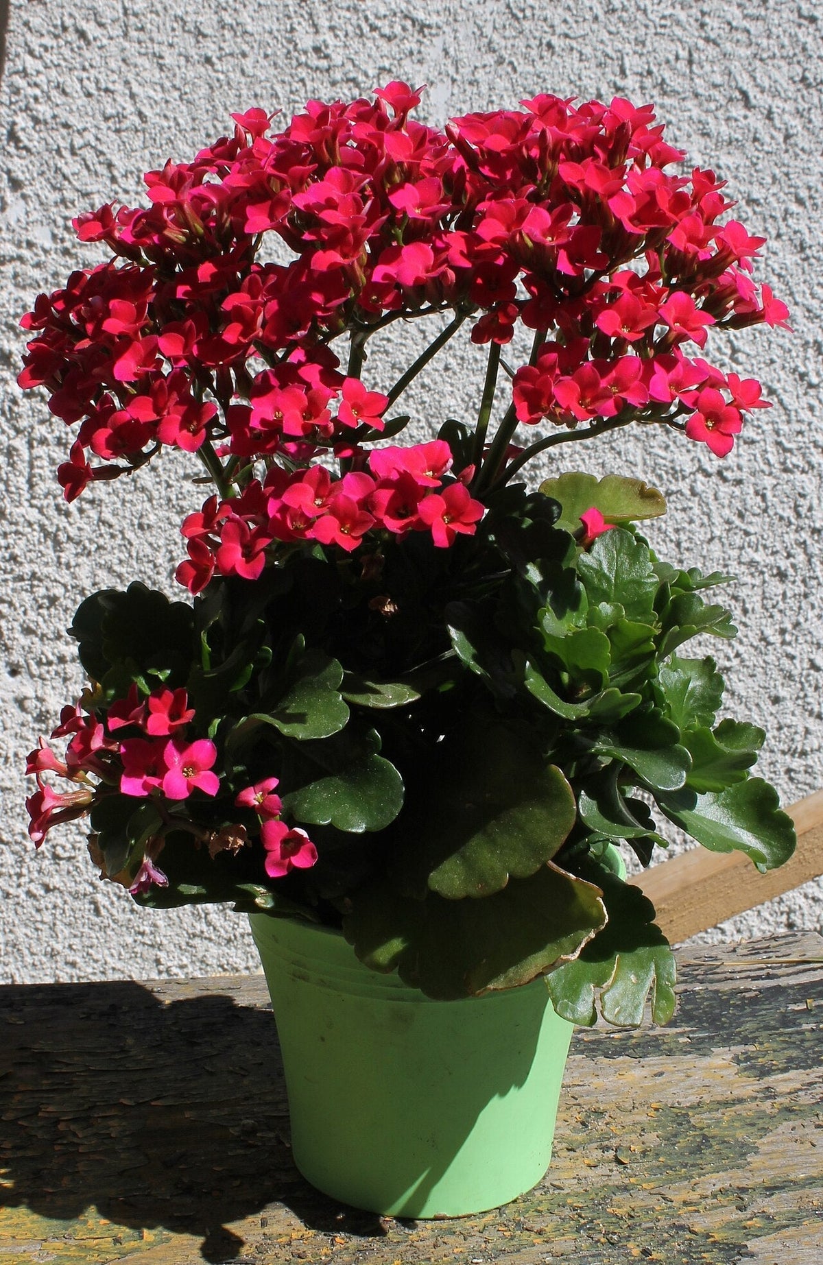 Kalanchoe Light Requirements, BabaBerry plant guide
