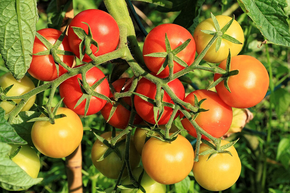 Tomato Plant Light Requirements, BabaBerry plant guide