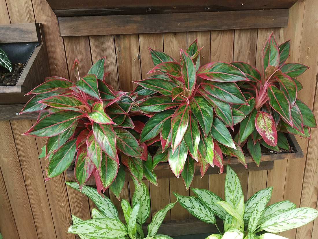 How Often to Water an Aglaonema, BabaBerry plant guide
