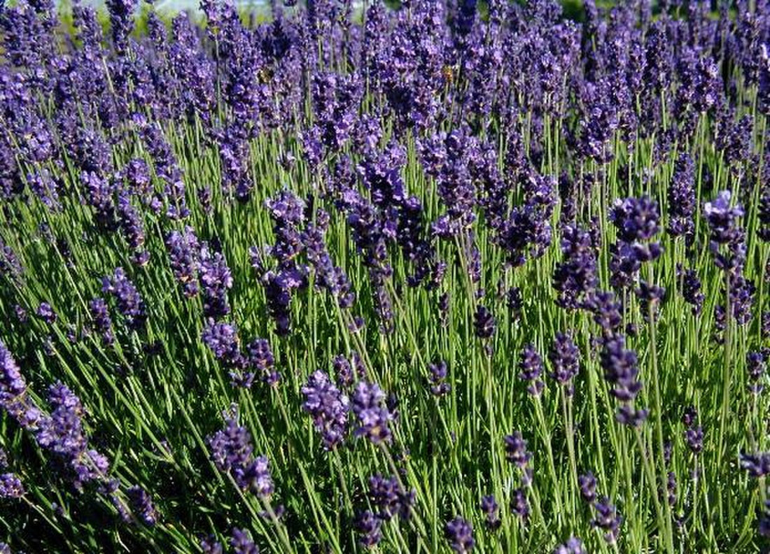 Lavender Light Requirements, BabaBerry plant guide