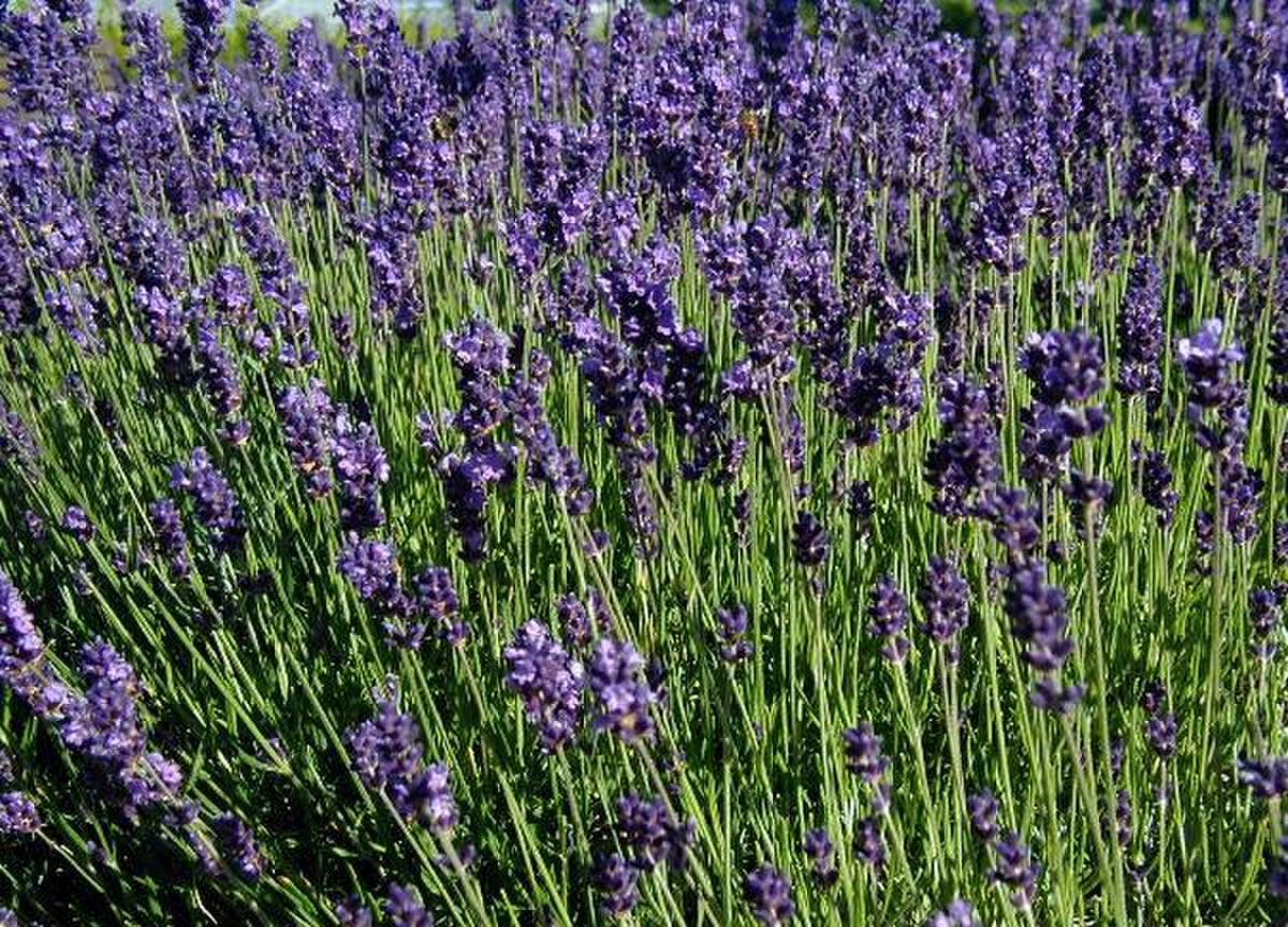 Lavender Light Requirements, BabaBerry plant guide