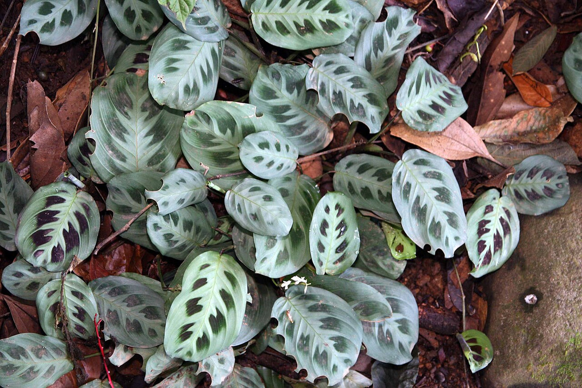 Maranta Light Requirements, BabaBerry plant guide