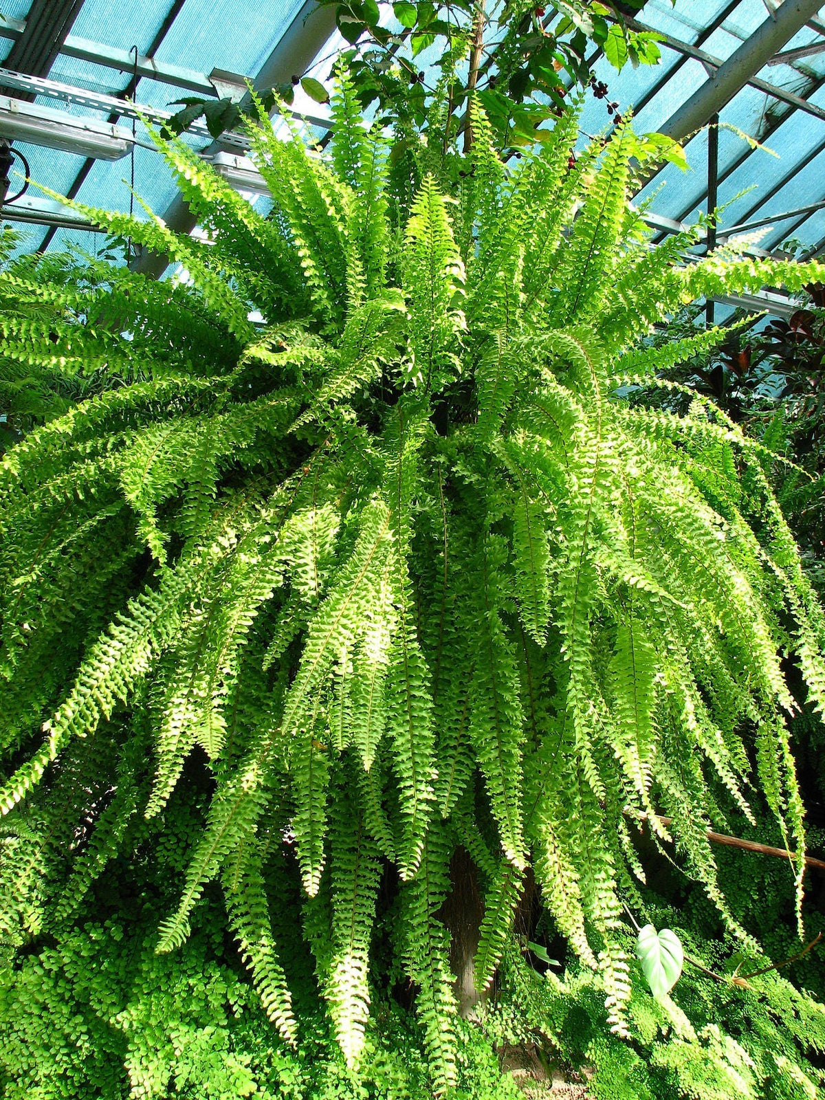 Boston Fern Light Requirements, BabaBerry plant guide