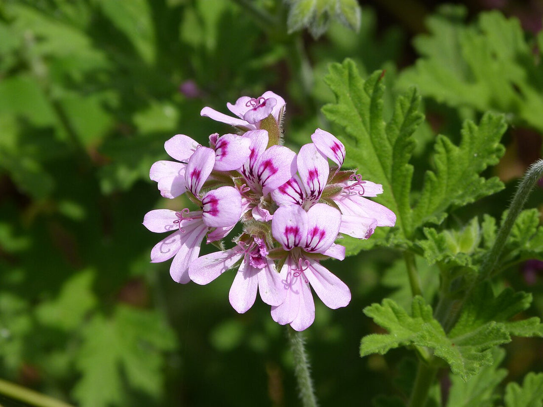 Scented Geranium Light Requirements, BabaBerry plant guide