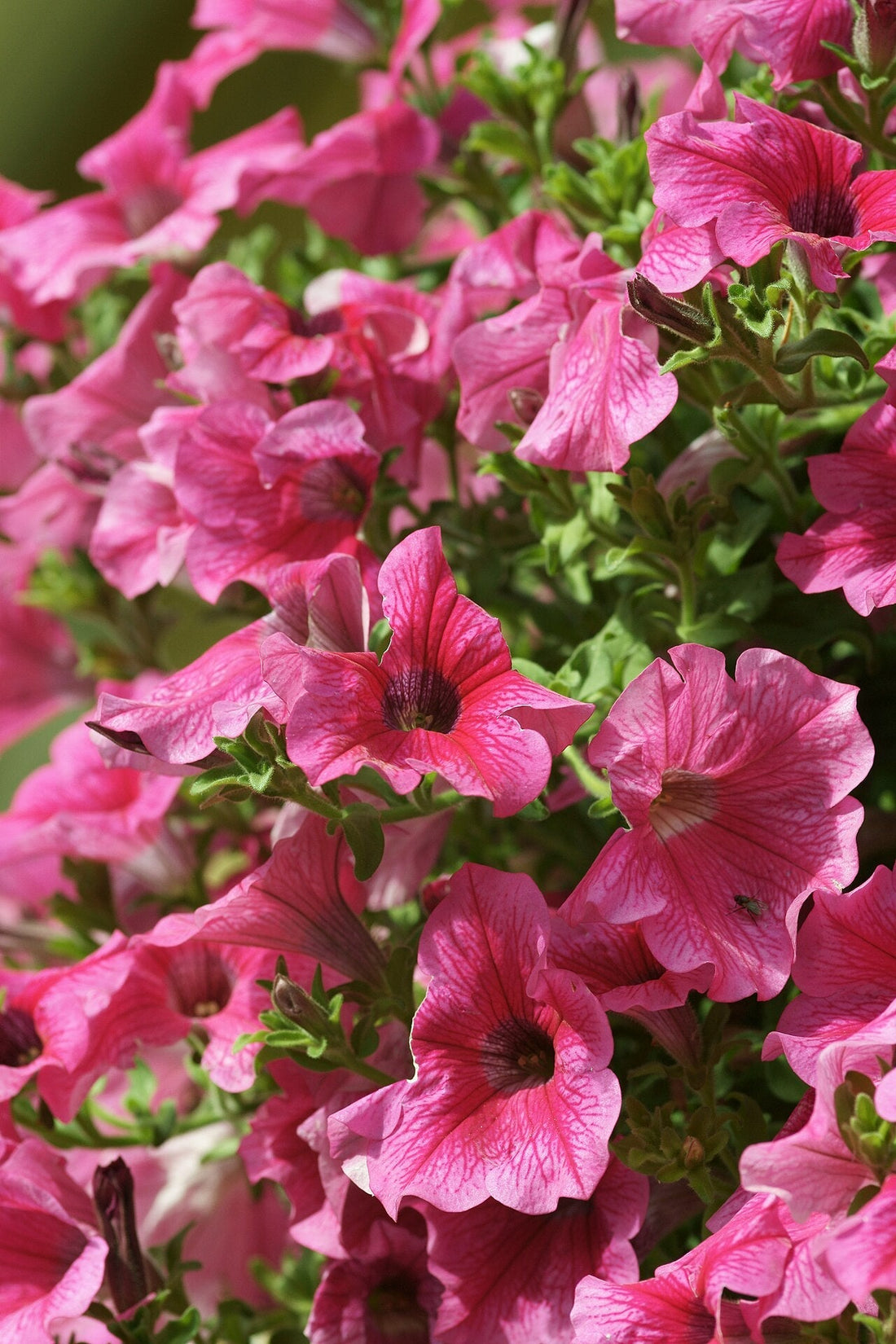 Petunia Light Requirements, BabaBerry plant guide