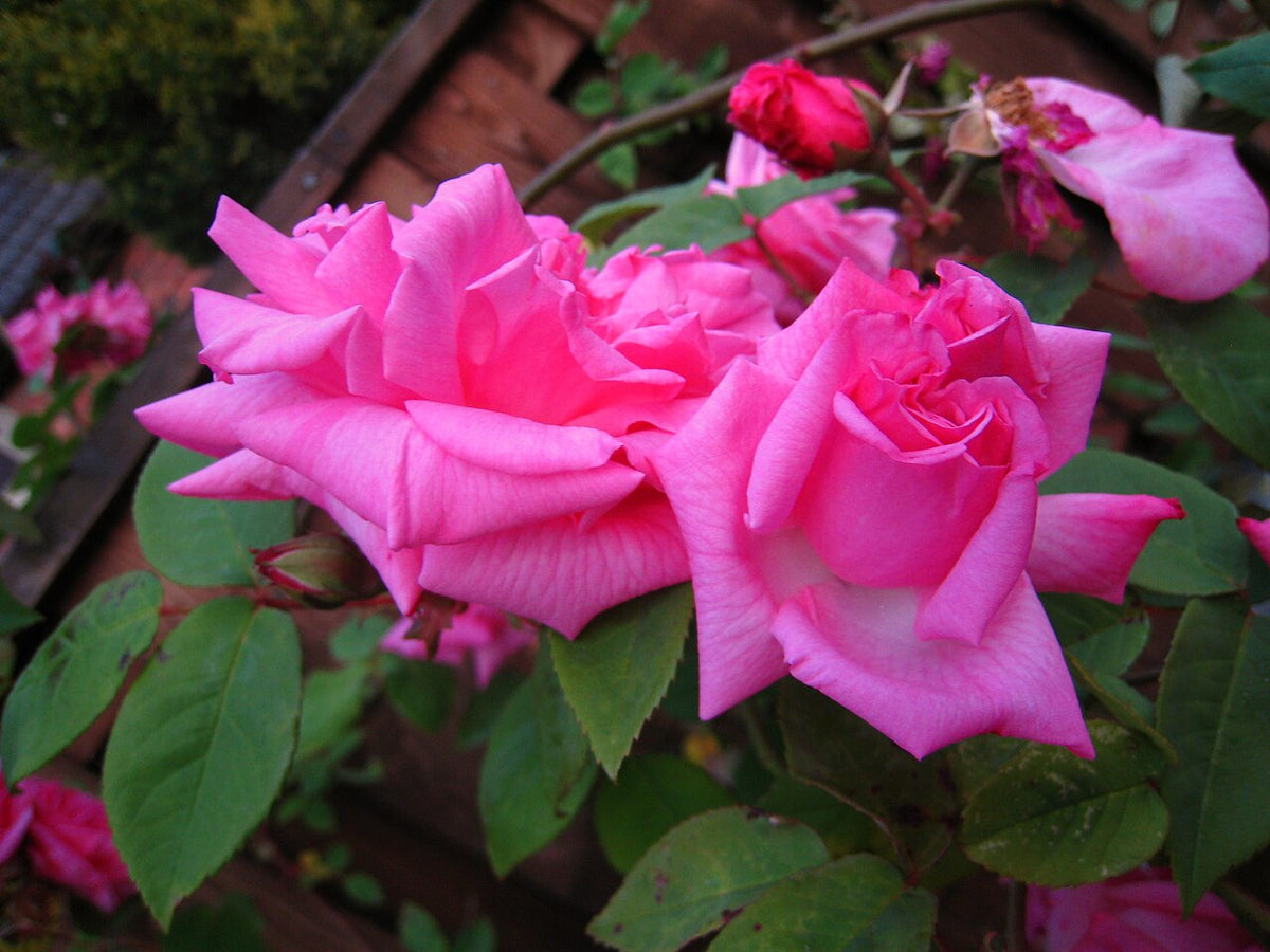 Rose Light Requirements, BabaBerry plant guide