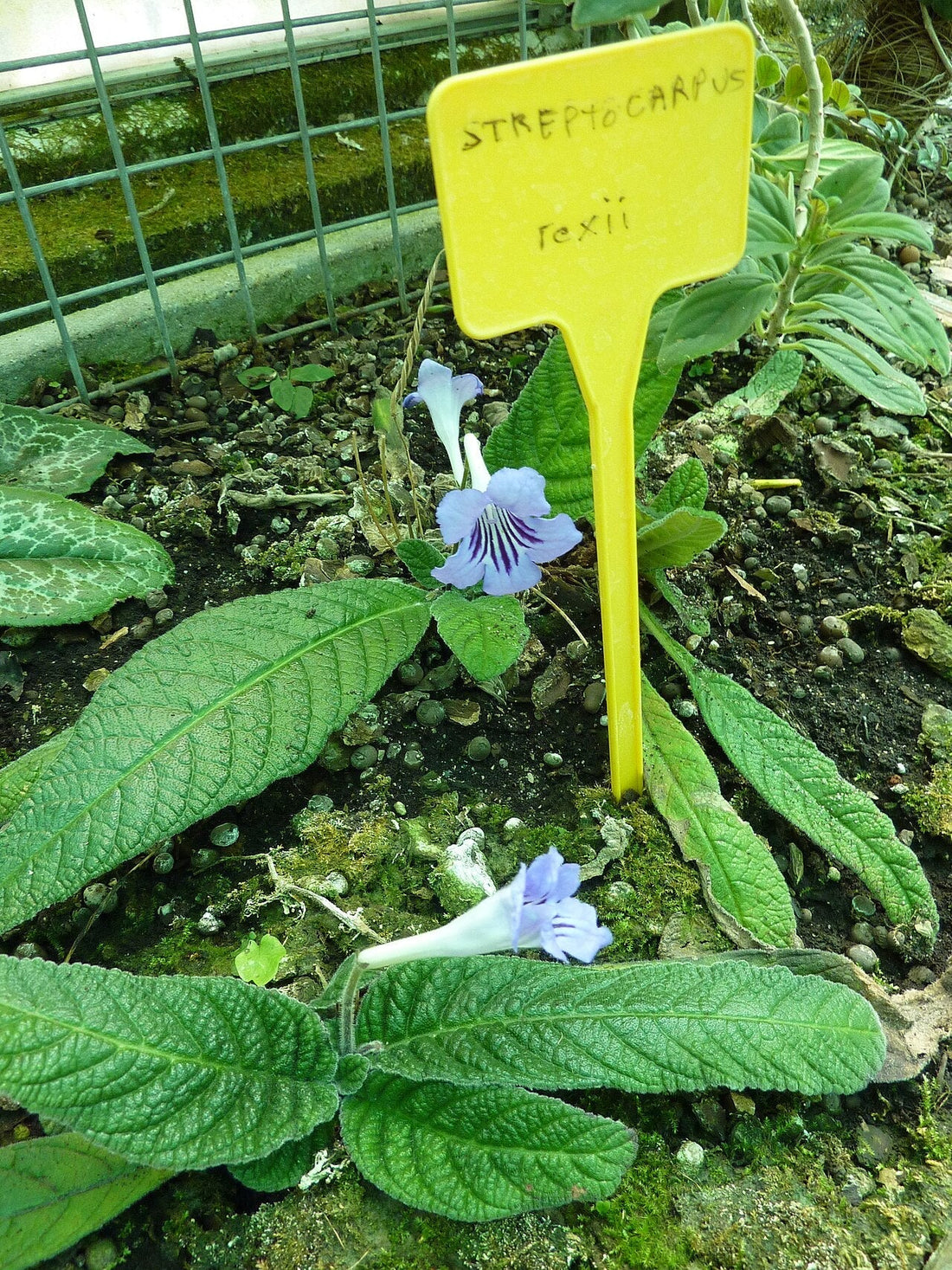 Streptocarpus Light Requirements, BabaBerry plant guide