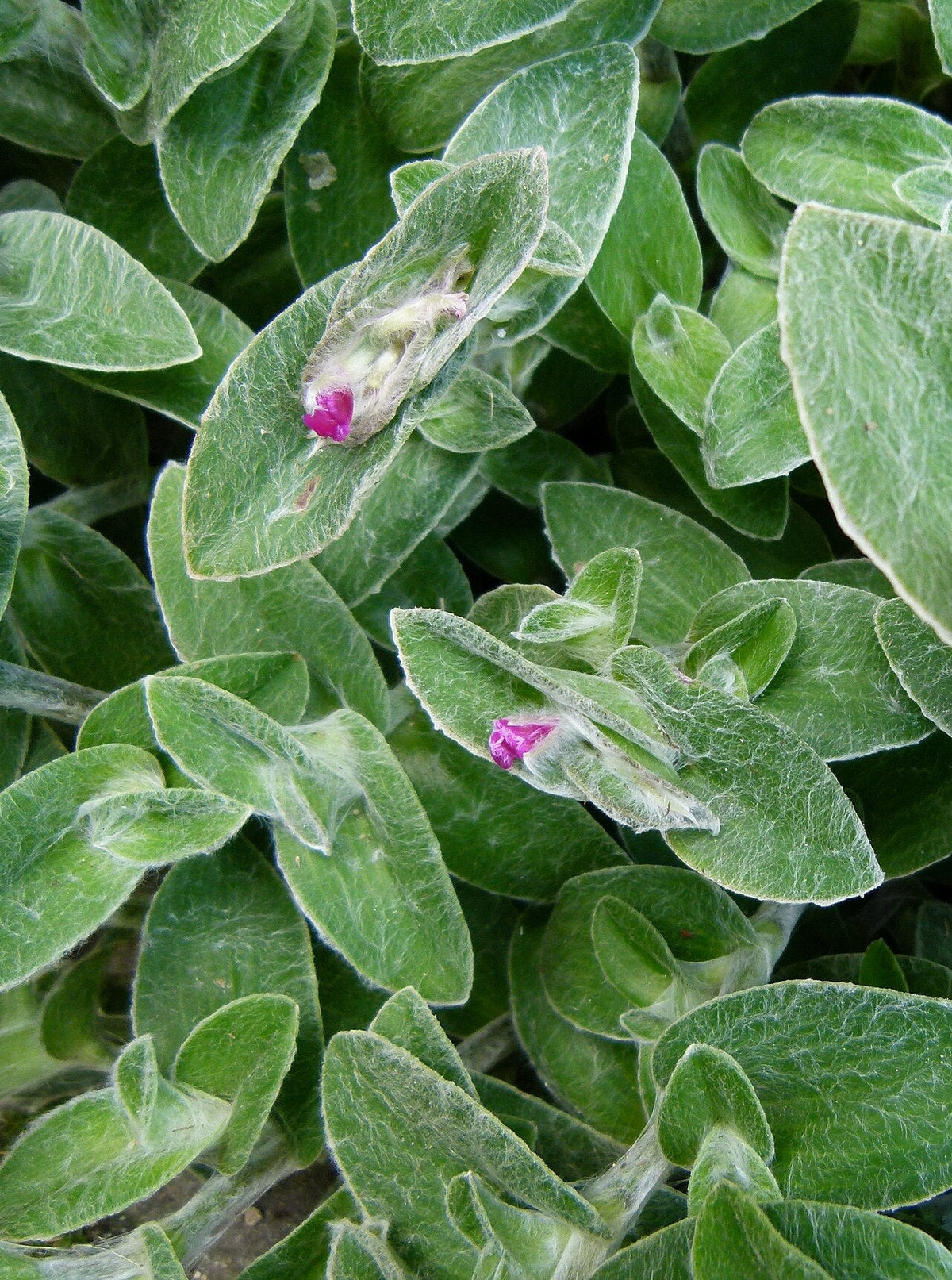 Tradescantia Sillamontana Light Requirements, BabaBerry plant guide