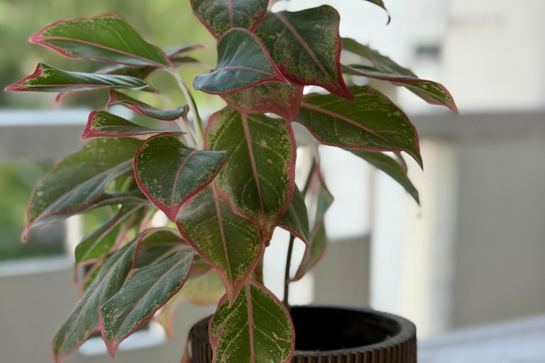 Chinese Evergreen Care: How to Water Chinese evergreens (Aglaonema) Plants