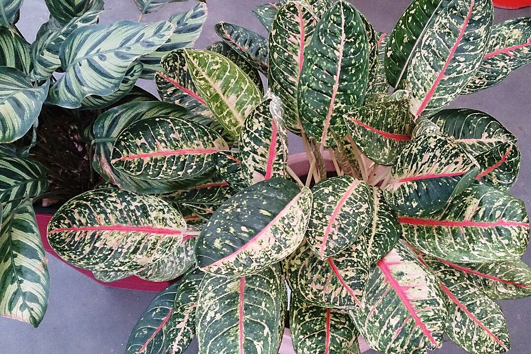 How to Water Prayer Plants: Calathea & Maranta Care Guide