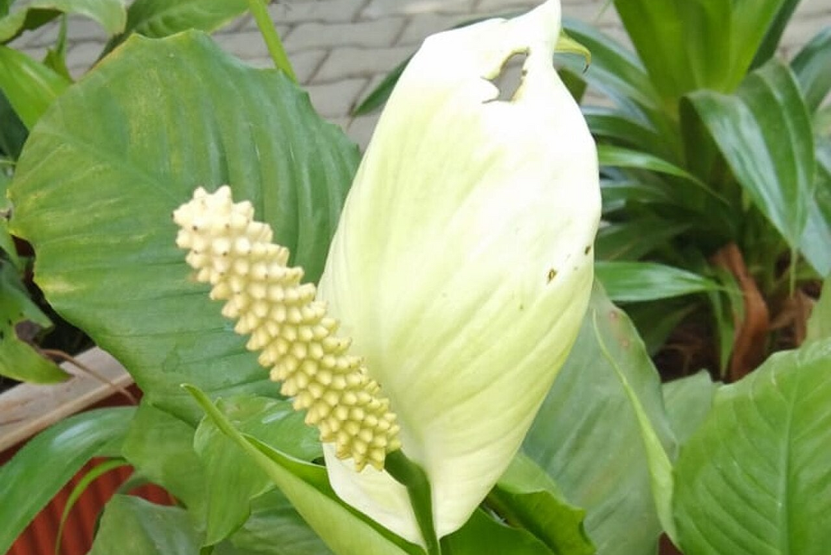 How to Stop Overwatering Houseplants: Signs, Fixes & Prevention