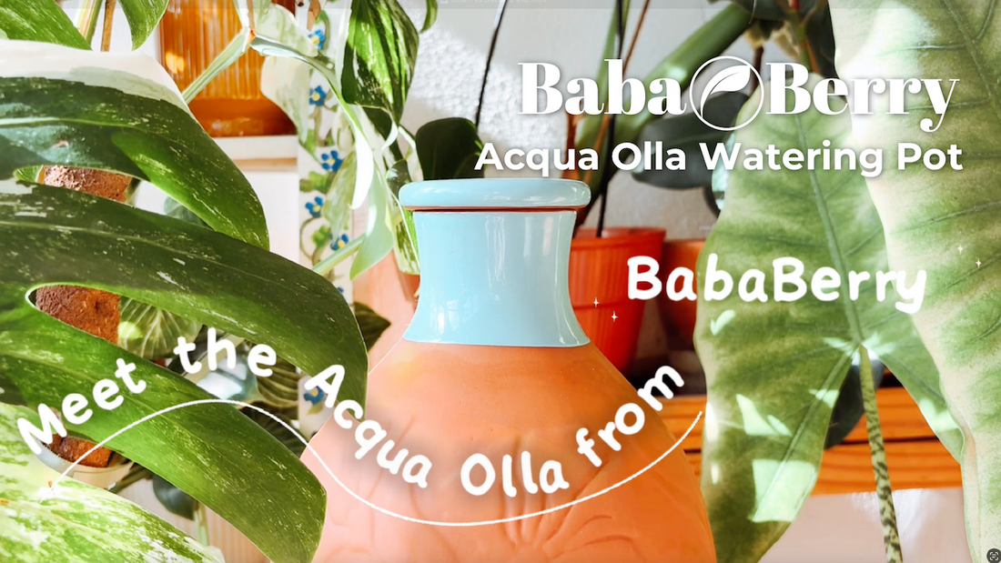 Terracotta Olla Watering System That Lasts 35 Days! | Extra Large Olla Irrigation Pot for Garden
